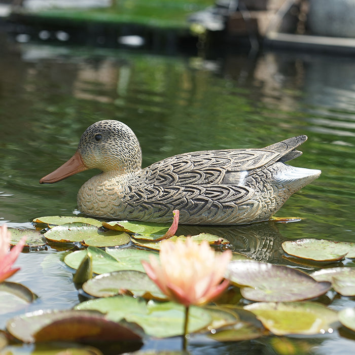 Colvert femelle - L40 cm