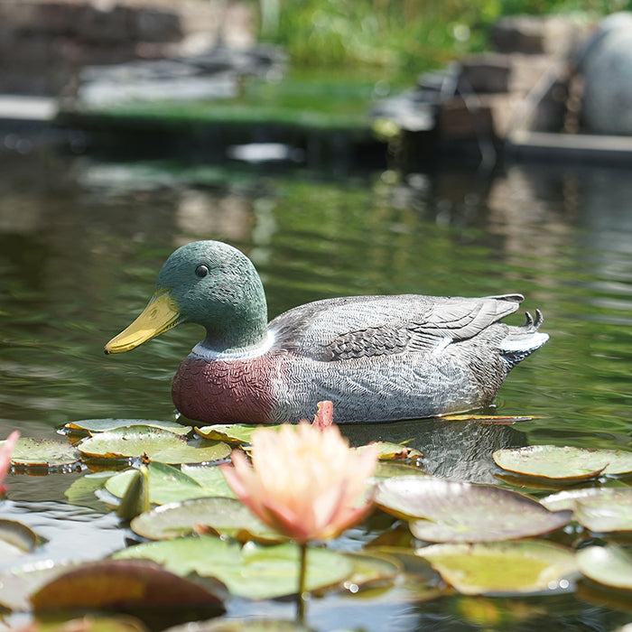 Colvert mâle - L40 cm