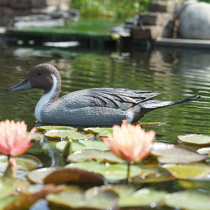 Canard pilet mâle - L48 cm