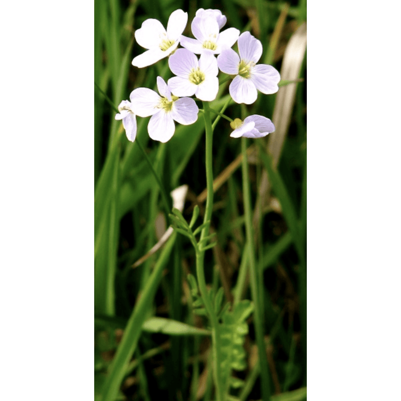 Aquiflor Plantes aquatiques Cardamine praetensis