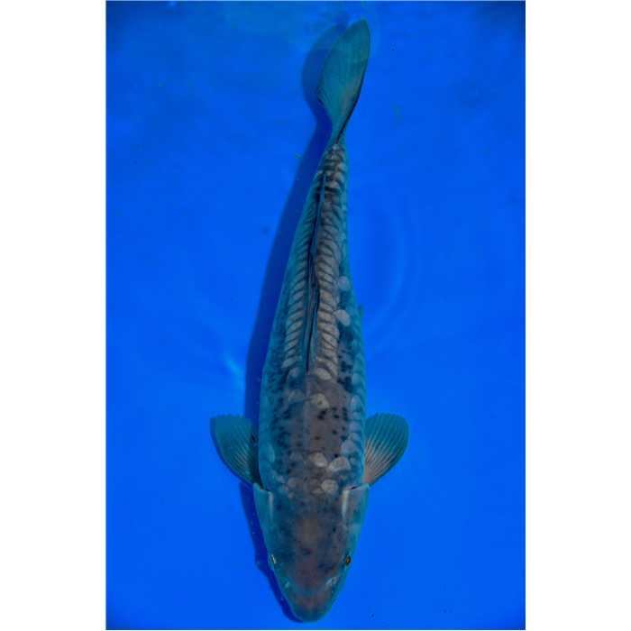 Aquiflor Poissons d'étang GHOST 44CM B030220 B030220