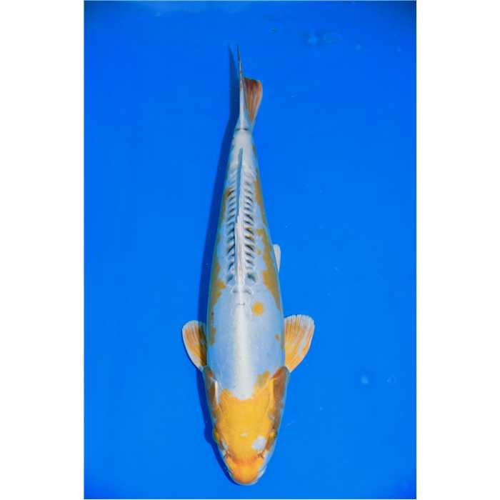 Aquiflor Poissons d'étang GHOST 44CM B034220 B034220