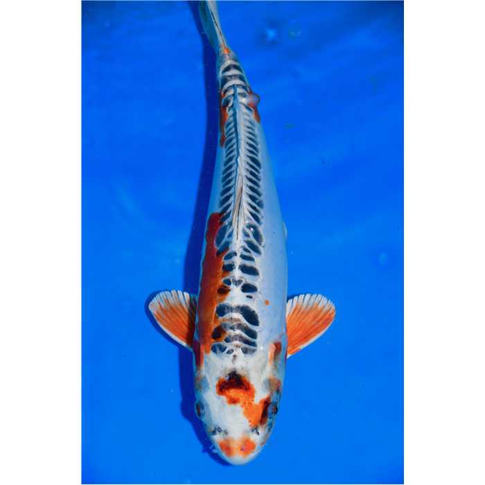 Aquiflor Poissons d'étang GHOST 44CM B037120 B037120