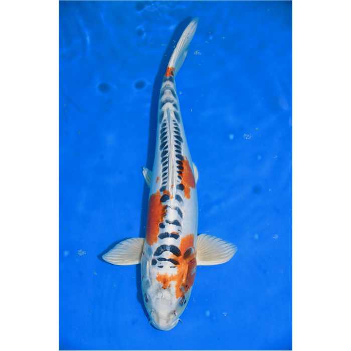 Aquiflor Poissons d'étang GHOST 45CM B031120 B031120