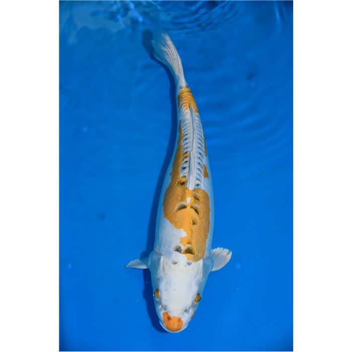 Aquiflor Poissons d'étang HARIWAKE 40CM B033020 B033020