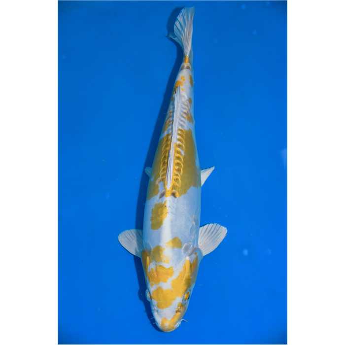 Aquiflor Poissons d'étang HARIWAKE 42CM B032920 B032920