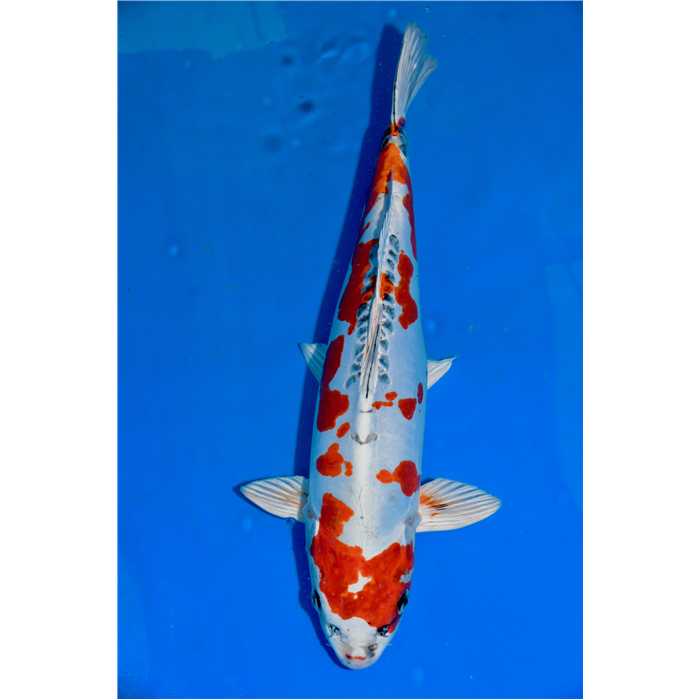 Aquiflor Poissons d'étang HARIWAKE 47CM B023020 B023020