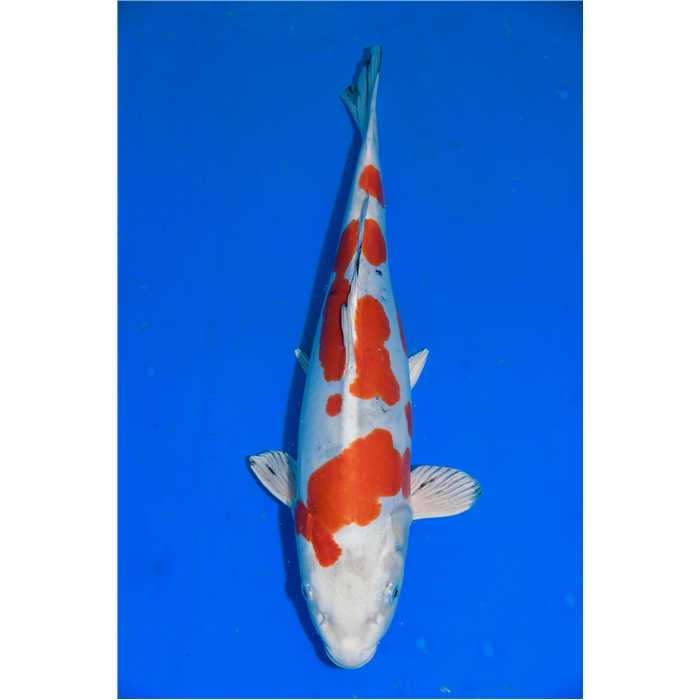 Aquiflor Poissons d'étang HARIWAKE 47CM B025620 B025620