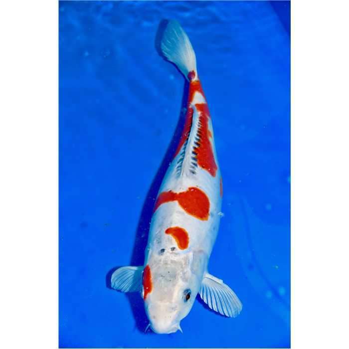 Aquiflor Poissons d'étang HARIWAKE 49CM B022120 B022120