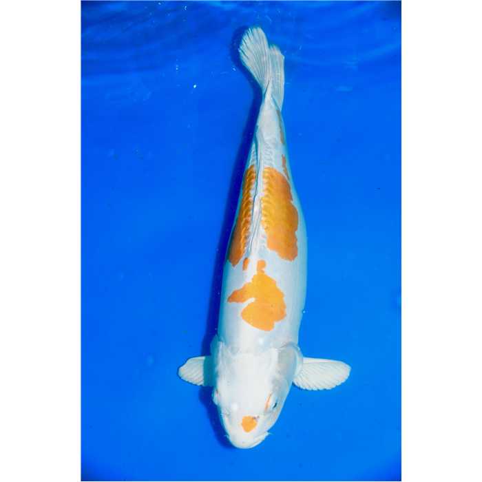 Aquiflor Poissons d'étang HARIWAKE DOITSU 55CM B014020 B014020