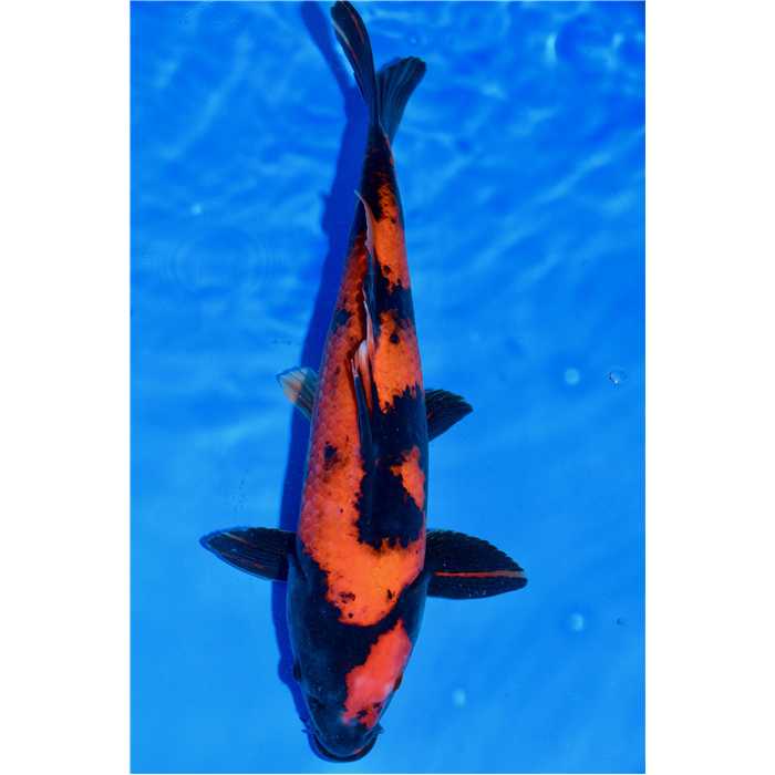 Aquiflor Poissons d'étang HI UTSURI 35CM B0401820 B0401820