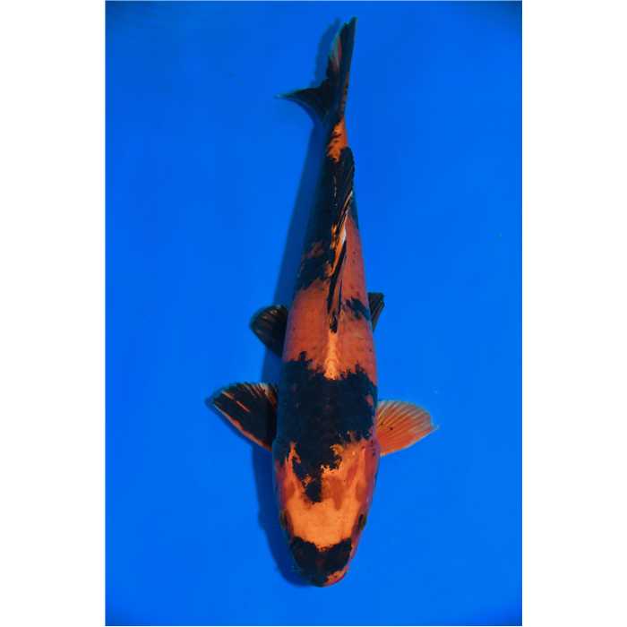 Aquiflor Poissons d'étang HI UTSURI 41CM B032320 B032320