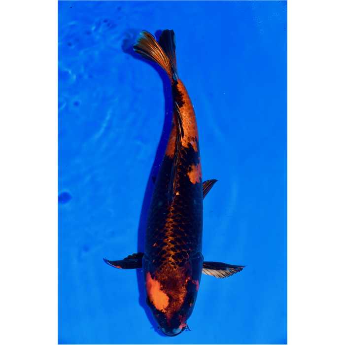 Aquiflor Poissons d'étang HI UTSURI 41CM B0402720 B0402720