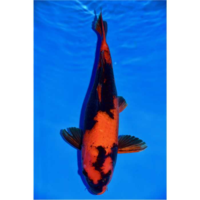 Aquiflor Poissons d'étang HI UTSURI 45CM B038220 B038220