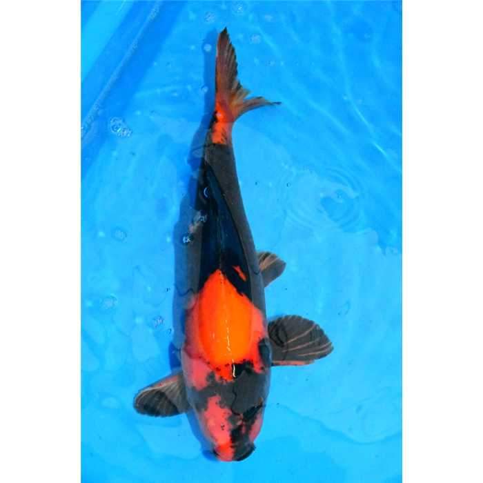 Aquiflor Poissons d'étang HI UTSURI 50CM B022619 B021220