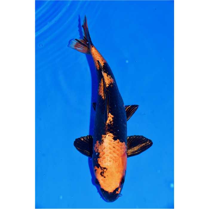 Aquiflor Poissons d'étang KI UTSURI 35CM B0409920 B0409920