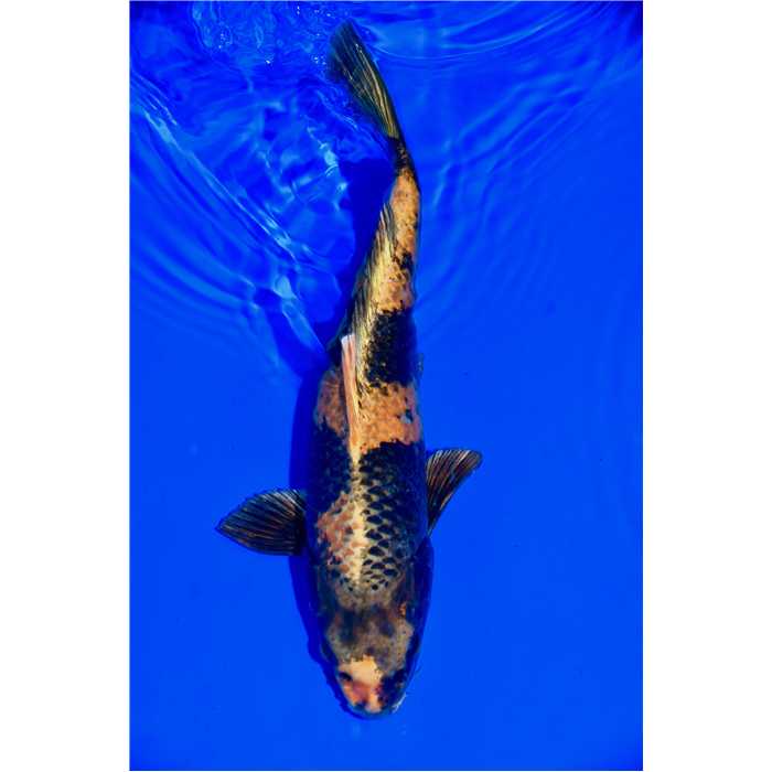 Aquiflor Poissons d'étang KI UTSURI 42CM B030120 B030120