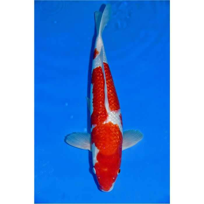 Aquiflor Poissons d'étang KOHAKU GINRIN 46CM B020619 B022720