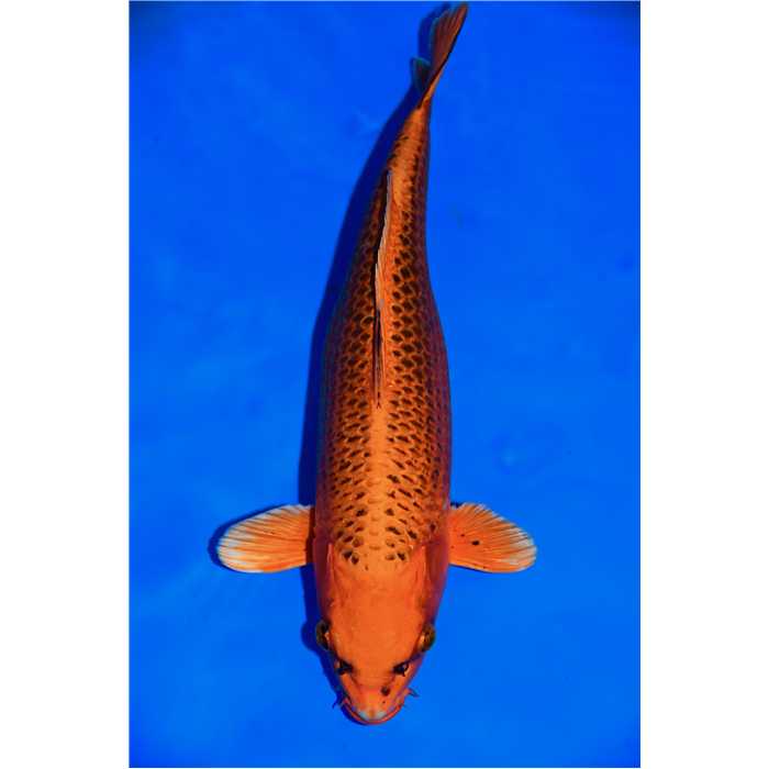 Aquiflor Poissons d'étang MATSUBA 42CM B038120 B038120