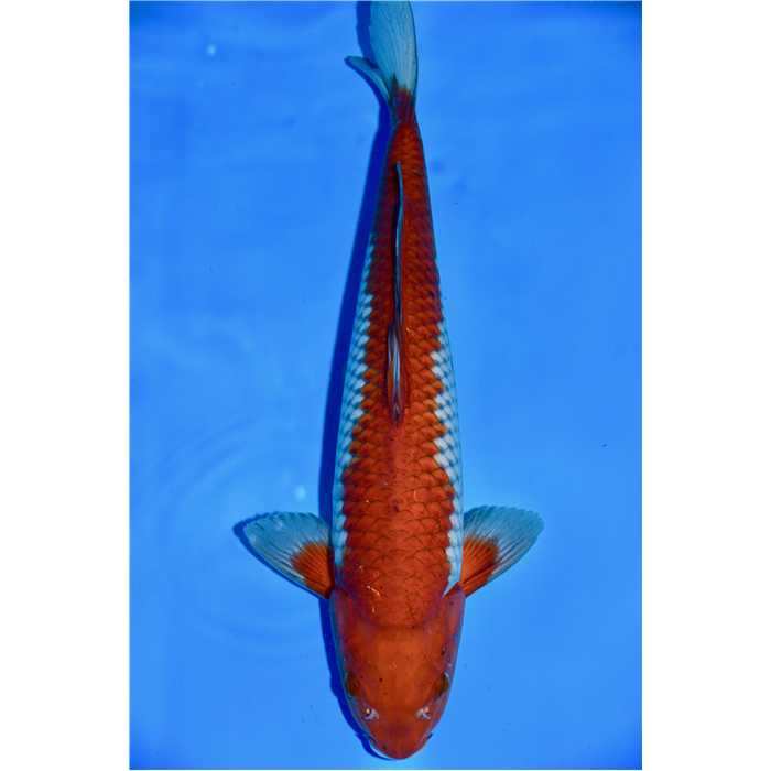 Aquiflor Poissons d'étang OCHIBA 42CM B037920 B037920