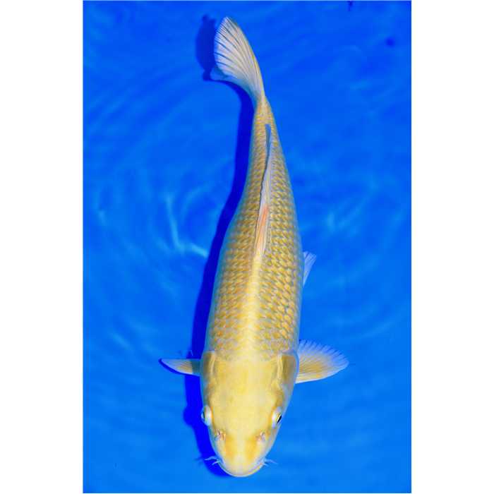 Aquiflor Poissons d'étang OGON 35CM B0412020 B0412020