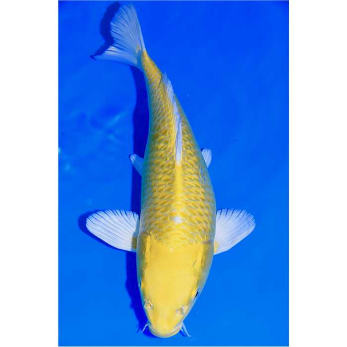 Aquiflor Poissons d'étang OGON 35CM B0418020 B0418020