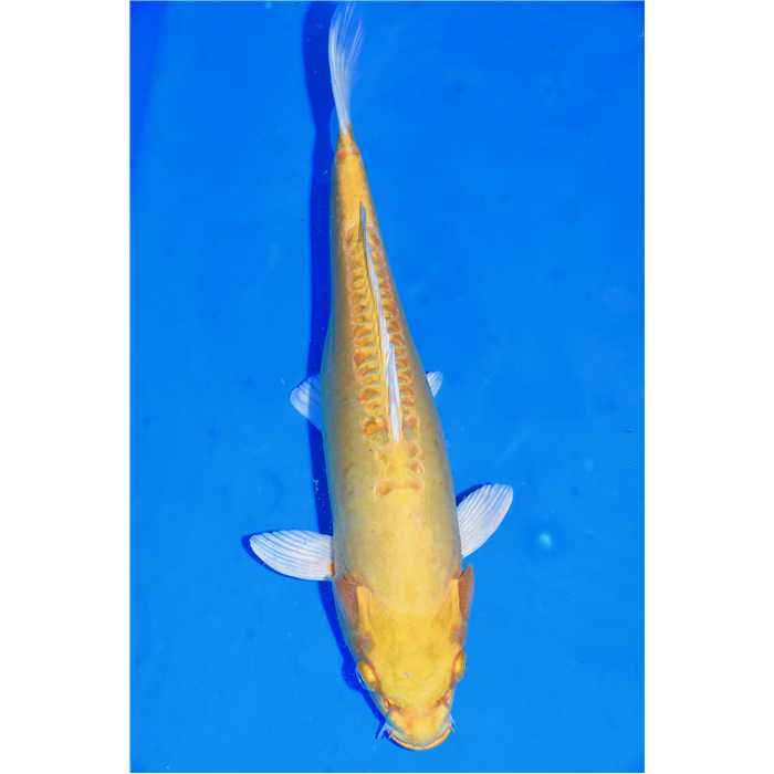 Aquiflor Poissons d'étang OGON DOITSU 35CM B0406720 B0406720