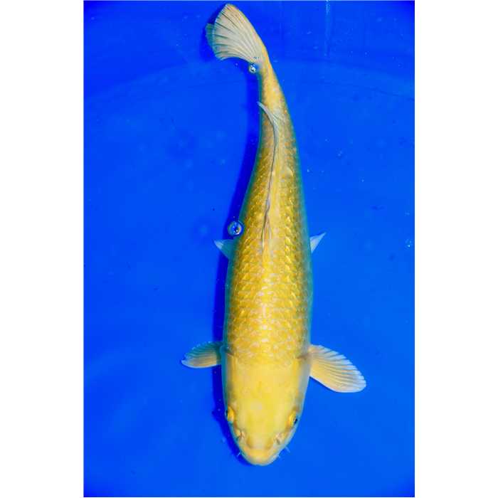 Aquiflor Poissons d'étang OGON GINRIN 55CM B014120 B014120