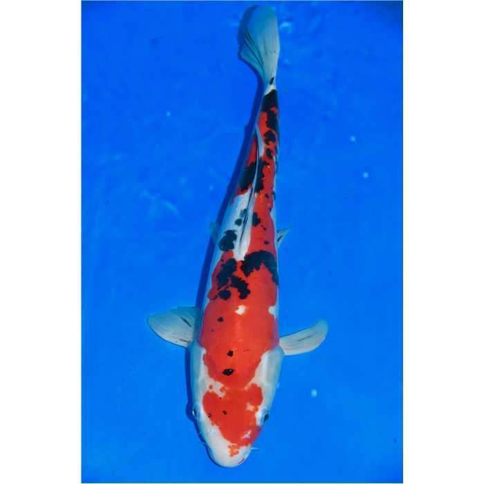 Aquiflor Poissons d'étang SANKE DOITSU 45CM B024419 B023520