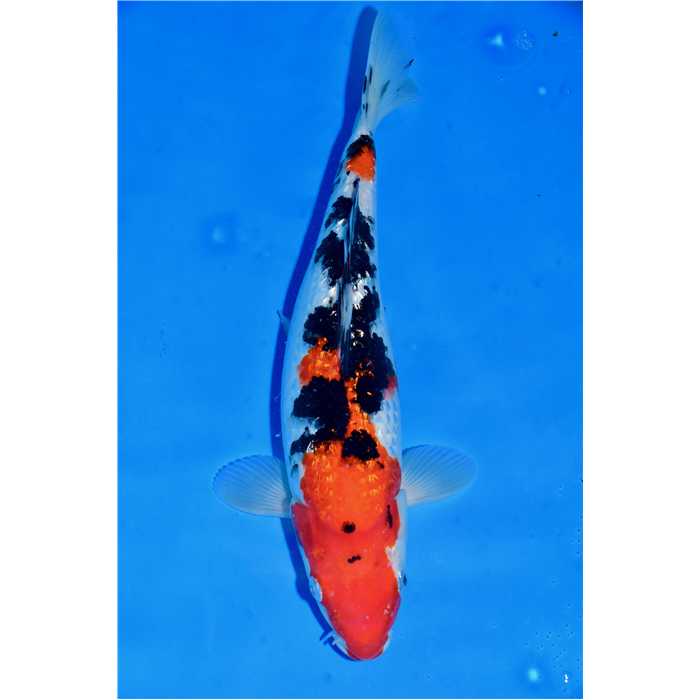 Aquiflor Poissons d'étang SANKE GINRIN 35CM B0406620 B0406620