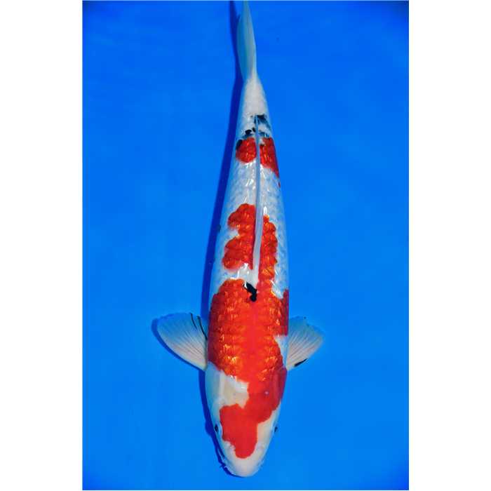 Aquiflor Poissons d'étang SANKE GINRIN 46CM B037820 B037820