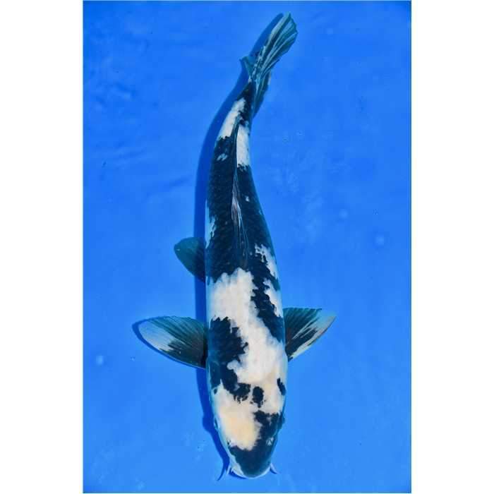 Aquiflor Poissons d'étang SHIRO UTSURI 50CM B023819 B020420