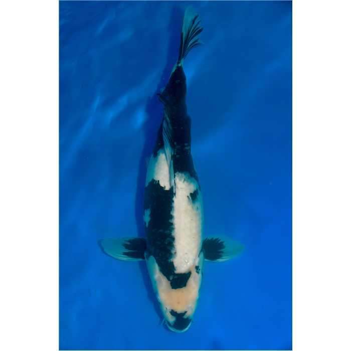 Aquiflor Poissons d'étang SHIRO UTSURI 50CM B023819 B020420