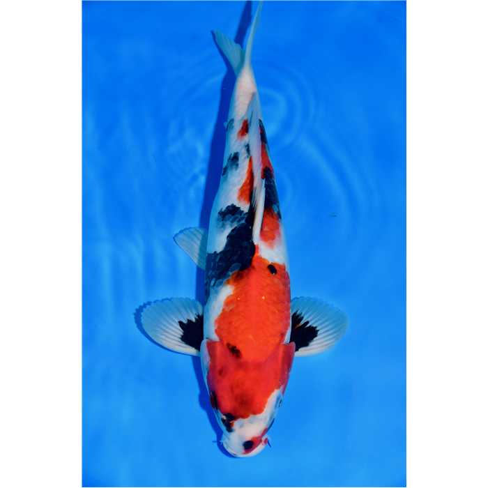 Aquiflor Poissons d'étang SHOWA 35CM B0411920 B0411920