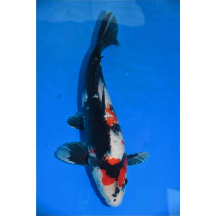 Aquiflor Poissons d'étang SHOWA 42CM B032520 B032520