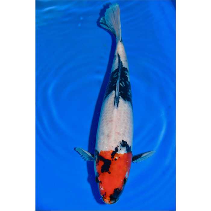 Aquiflor Poissons d'étang SHOWA 45CM B023820 B023820