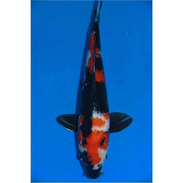 Aquiflor Poissons d'étang SHOWA 46CM B026520 B026420