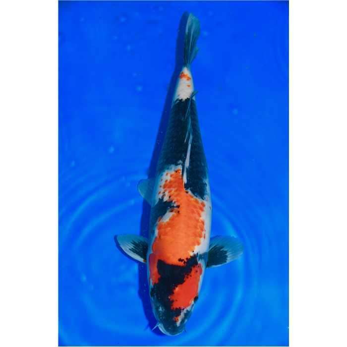 Aquiflor Poissons d'étang SHOWA 47CM B021320 B021320