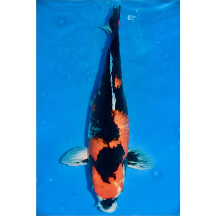 Aquiflor Poissons d'étang SHOWA 54CM B013320 B013320