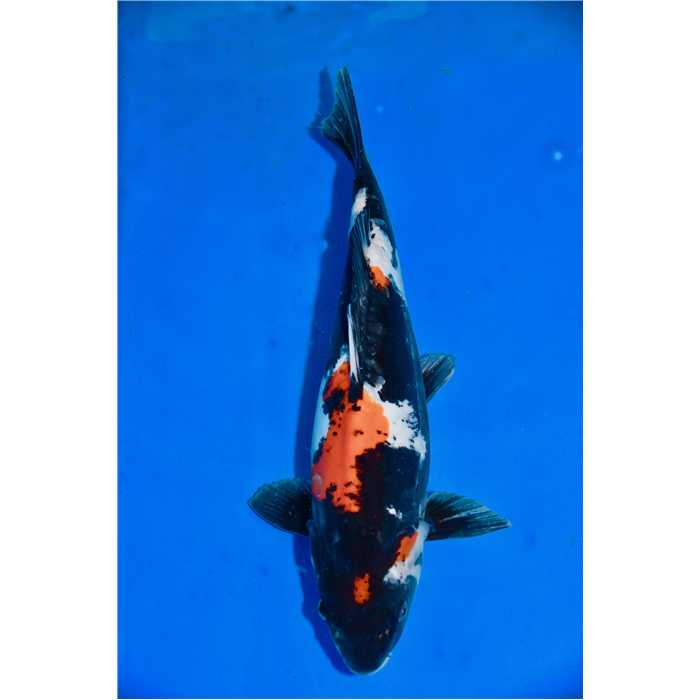 Aquiflor Poissons d'étang SHOWA DOITSU 40CM B030620 B030620