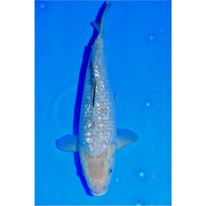 Aquiflor Poissons d'étang SORAGOI 35CM B0406820 B0406820