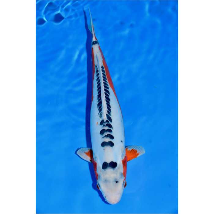 Aquiflor Poissons d'étang SUSHUI 35CM B0407420 B0407420