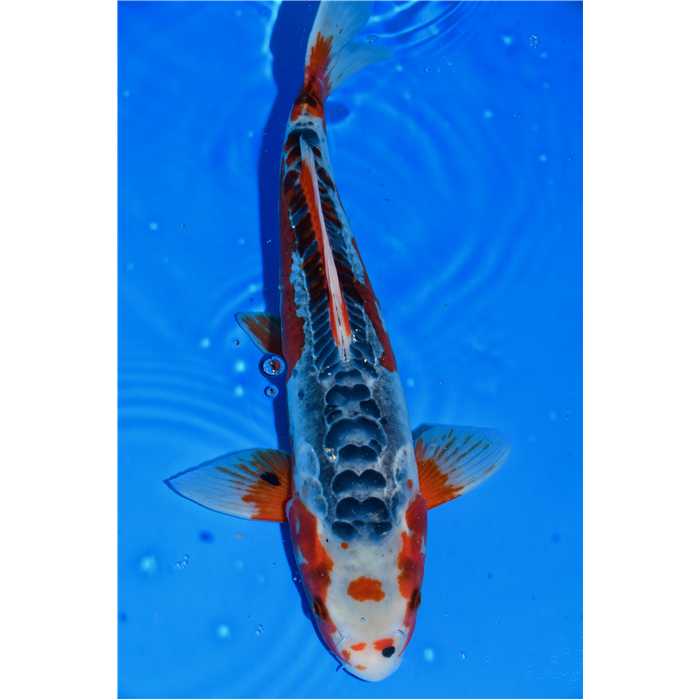 Aquiflor Poissons d'étang SUSHUI 42CM B0418720