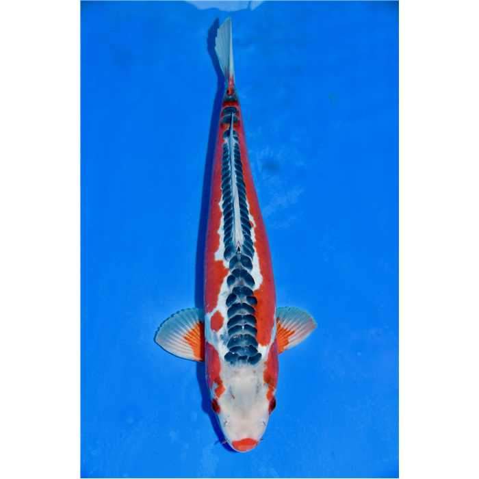 Aquiflor Poissons d'étang SUSHUI 45CM B020220