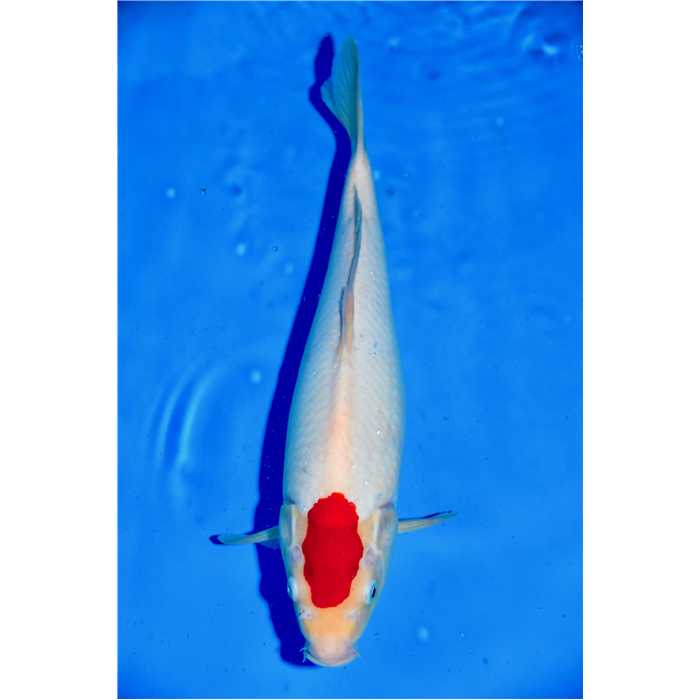 Aquiflor Poissons d'étang TANCHO 41CM B036220