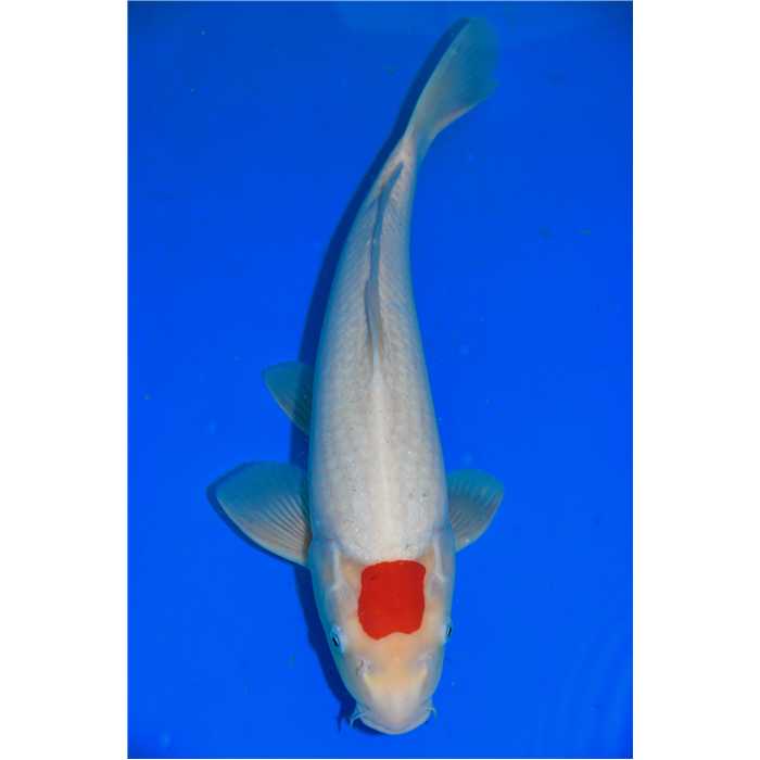 Aquiflor Poissons d'étang TANCHO 46CM B026120