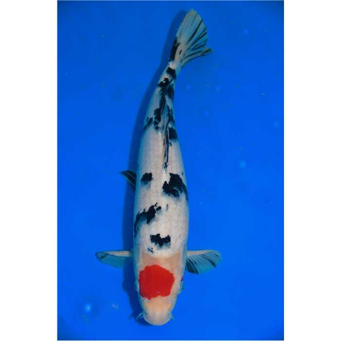 Aquiflor Poissons d'étang TANCHO SANKE 40CM B031520