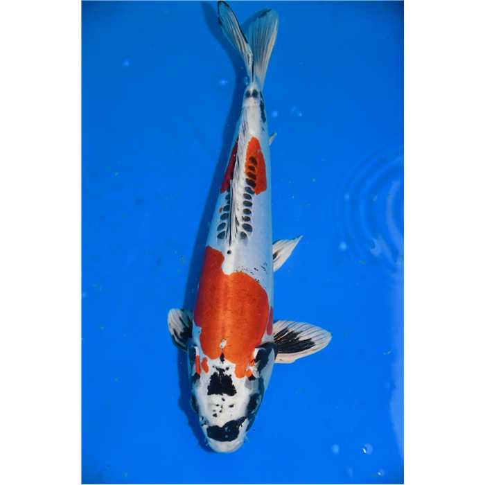 Aquiflor Poissons d'étang YAMOTO NISHIKI 41CM B031220 B031220