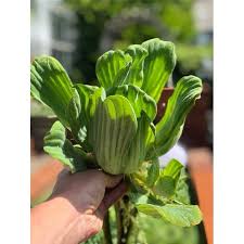 Aquigarden Plantes Pistia Stratiotes - La laitue d'eau / Salade d'eau - Plante aquatique flottante 7154755542143 7154755542143