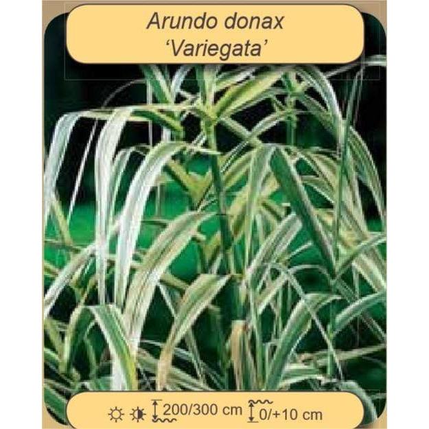 Foudebassin.com Plantes aquatiques Arundo donax Variegata 8712815777306 8712815777306